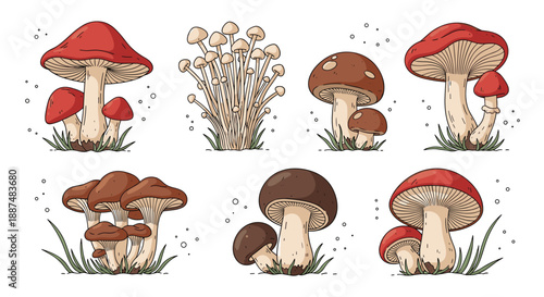 Detailed illustrations of various mushroom species including red capped agarics and brown porcini mushrooms in a clean vector line art style.