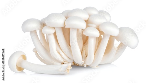 A cluster of white mushrooms with rounded caps