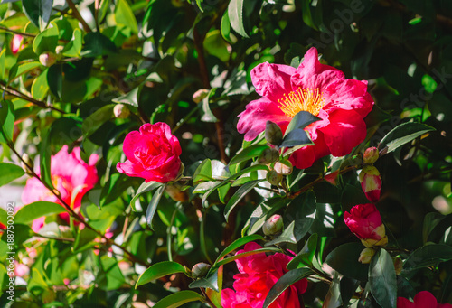 Wallpaper Mural 椿の花 Torontodigital.ca