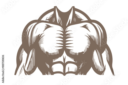 Bodybuilder chest