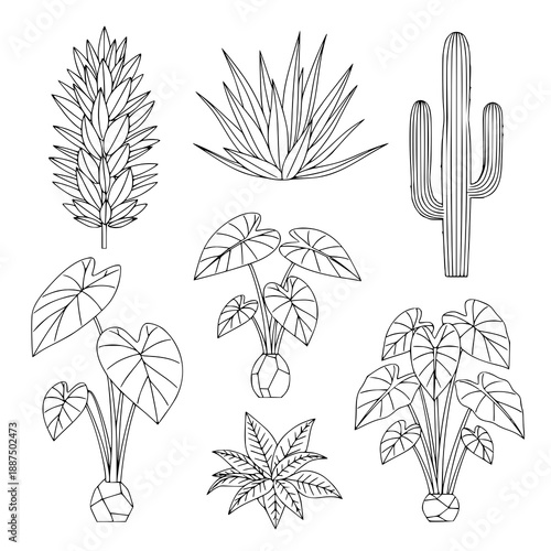Minimal Line-Art Transparent Plant Vector Set – Cactus and Taro Collection