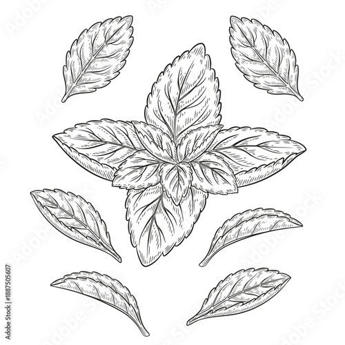 Mint, stevia rebaudiana, basil medical plant leaves botanical sketch. Peppermint garden green herb. Spearmint foliage. Melissa herbal tea healthy diet food. Vintage engraving outline hand drawn vector