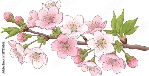 Beautiful pink cherry blossoms on branch with leaves