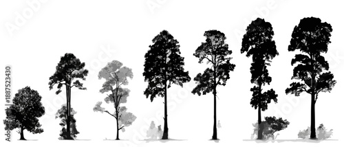 様々な種類の樹木が成長段階を示すシルエットの並び、背景は透明。
