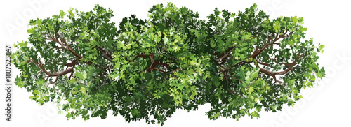 上から見た緑豊かな木の枝葉、透明な背景の自然のシンボル