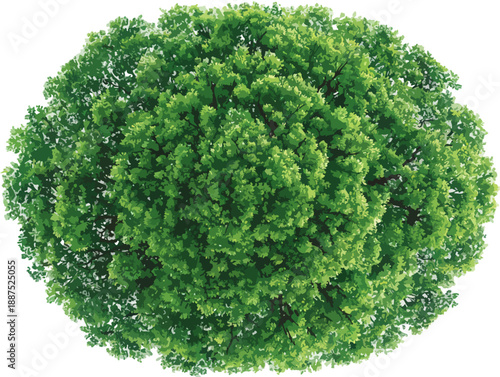 Vista aérea de un árbol frondoso y verde con hojas exuberantes sobre fondo blanco, concepto de naturaleza.