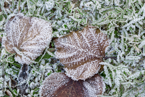 A frosty scene showcasing frost-covered leaves and grass. Perfect for winter ...