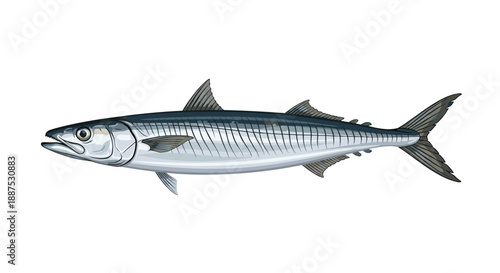 Scientific illustration of a long slender silver fish with detailed scales and fins against a white background.