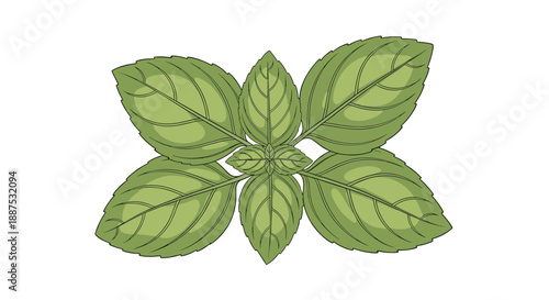 Fresh green basil leaves arranged in a cluster, an aromatic herb essential for Italian cooking and mediterranean cuisine, isolated on white.
