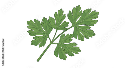 Single sprig of fresh green flat-leaf parsley with detailed leaf textures, isolated on a white background for culinary or botanical use.