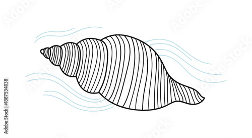 Elegant spiral seashell illustration with line art style and soft blue water waves background for marine and ocean theme concept.