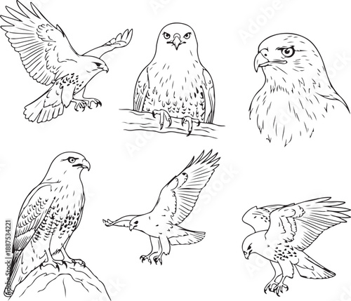 Collection of falcon and hawk line art illustrations in various poses