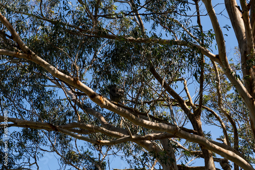 Photography tree branches against blue sky with koala