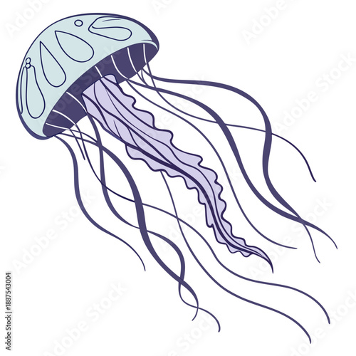 Illustration of a jellyfish