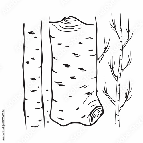 Birch trees illustration