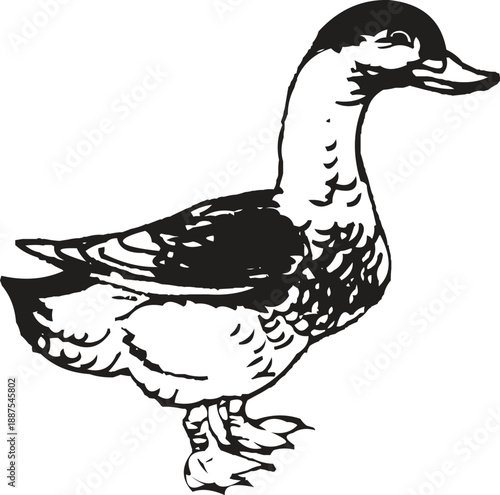 Detailed Duck Hash Bird Vector Illustration