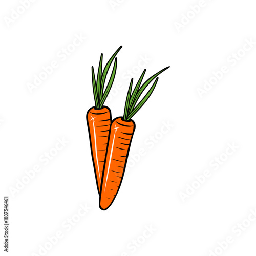 two fresh carrots vector illustration