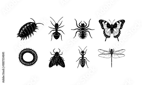Insect and Arachnid Vector Illustrations