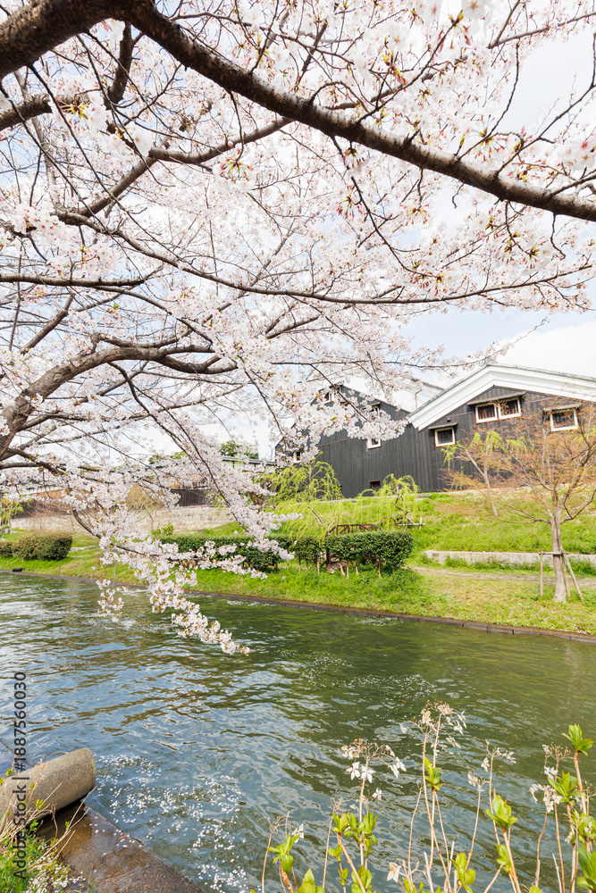 Obraz premium 京都の桜咲く伏見十石舟(人物、ロゴ等編集済)