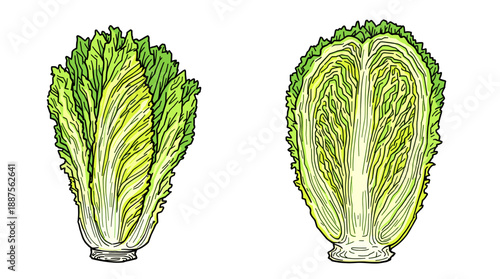 Illustration of a whole napa cabbage and a napa cabbage cut in half, showcasing its leafy interior and crisp texture.