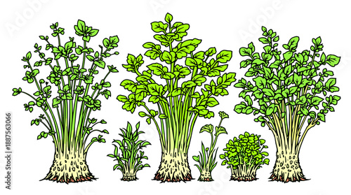 A detailed illustration showcasing various types of watercress plants in different sizes and growth stages, highlighting their leafy green tops and fibrous root systems.