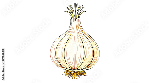 A detailed illustration of a single bulb of fresh garlic with its roots and stem visible.