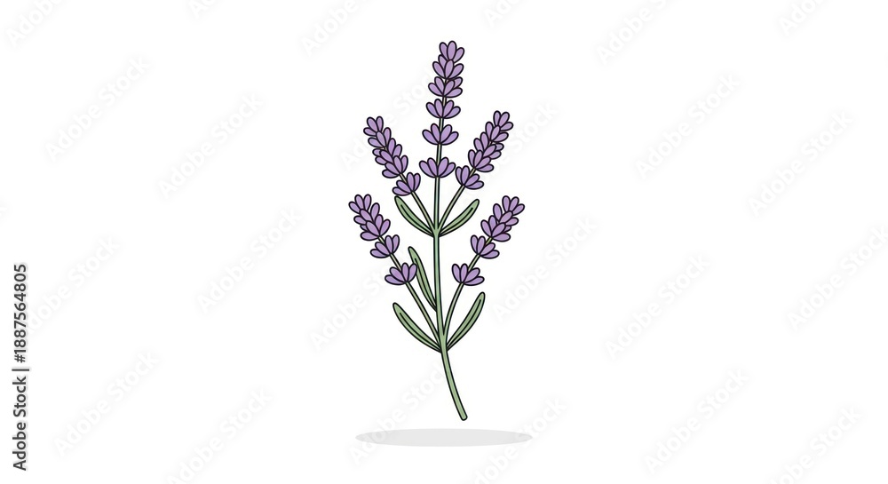 Obraz premium Single stem of a fragrant flowering plant on white background