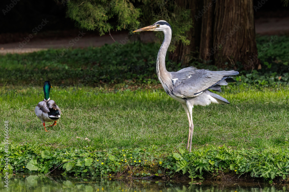 Fototapeta premium Graureiher (Ardea cinerea)