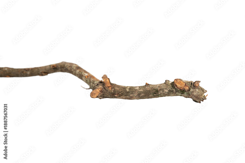 Fototapeta premium Weathered Wooden Branch with Metal Attachment, Wooden Stick Resembling a Shark with Fin, Natural and Plant Materials Create Unique Textures and Shapes On Transparent Background.