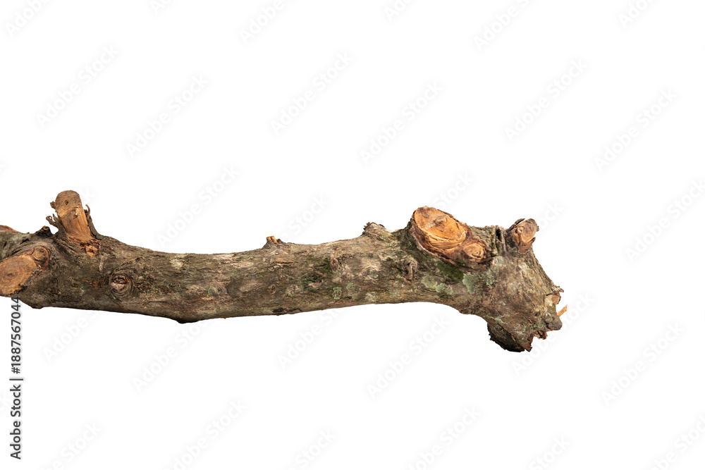 Fototapeta premium Weathered wooden branch adorned with knots and metal attachment, resembling a shark with a fin, showcasing the beauty of natural plant materials On Transparent Background.