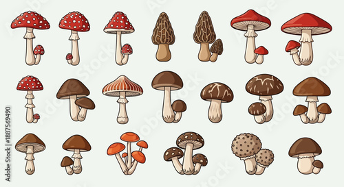 Cartoon Fungi and Toadstool Illustration Set