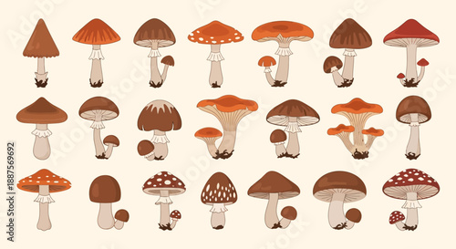 Cartoon Fungi and Toadstool Illustration Set