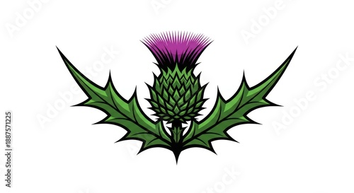 Stylized purple thistle with spiky green leaves illustration