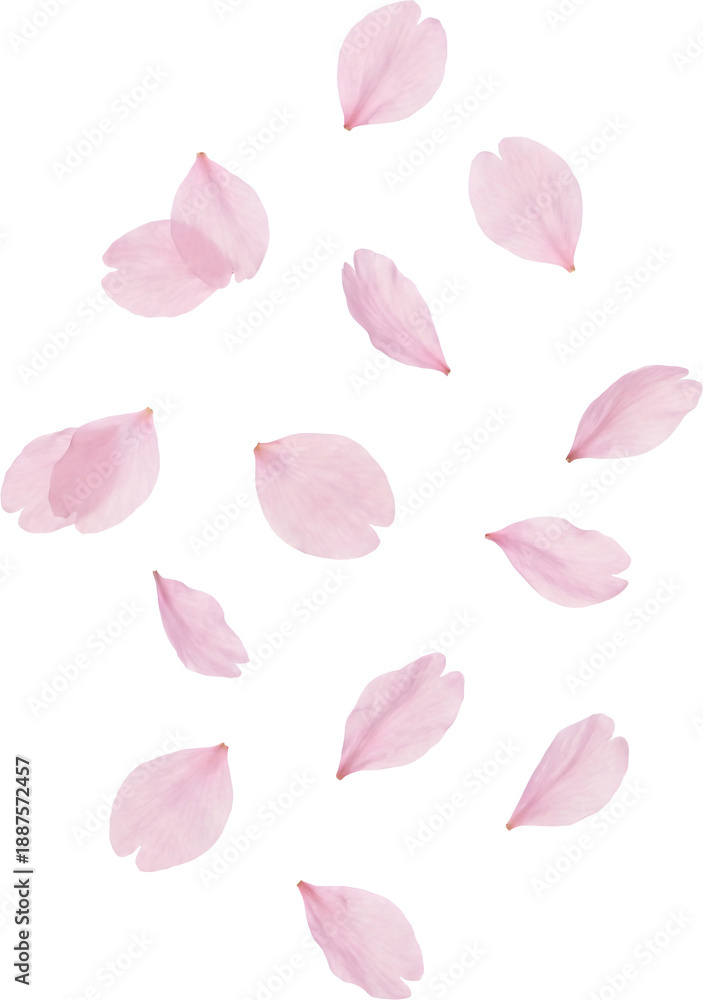Obraz premium Pink Cherry Blossom Petals PNG