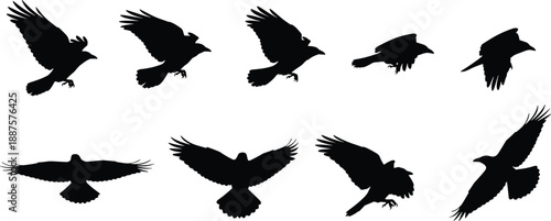 Flying bird silhouettes set illustration showing different wing positions and landing poses for wildlife logo tattoo and graphic design