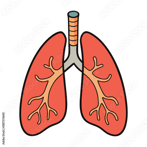 The lungs are vital organs that exchange oxygen and carbon dioxide, supporting breathing, energy, and overall body health. Healthy lungs keep us alive and active.

