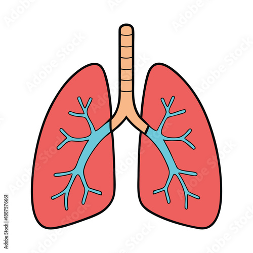 The lungs are vital organs that exchange oxygen and carbon dioxide, supporting breathing, energy, and overall body health. Healthy lungs keep us alive and active.
