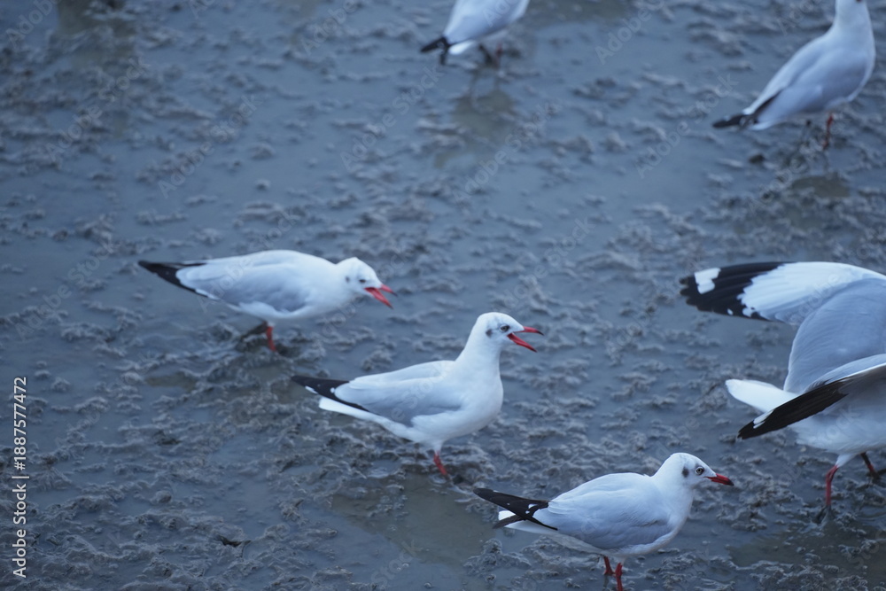 Fototapeta premium A group of seagulls floating on the water, creating a calm and peaceful natural waterscape