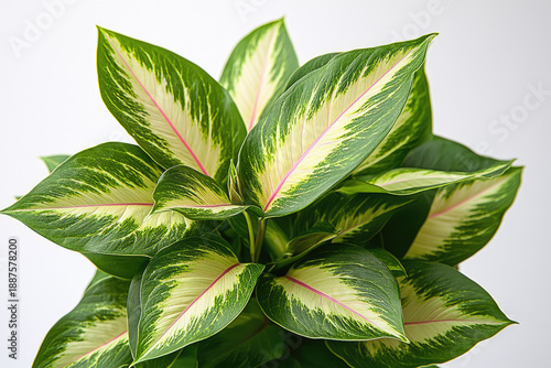 Cluster of Lush Glossy Leaves with Unique Color Stripes