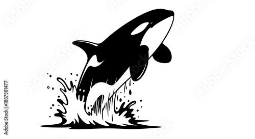 Orca whale jumping out of water with splashing waves and spray, a powerful marine mammal illustration