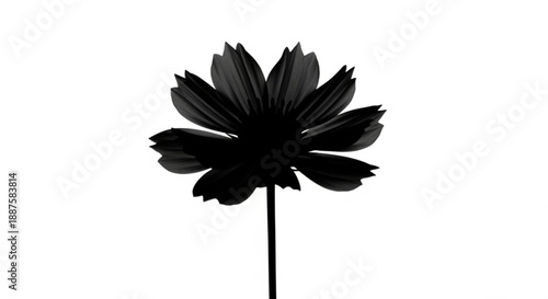 A single black flower silhouette against a plain white background viewed from the front