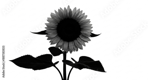 A single sunflower stands tall with large petals and dark center facing forward, set against a clean backdrop viewed from the front