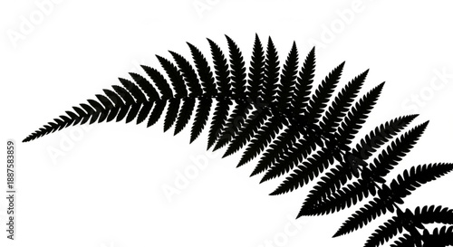 A silhouette of a fern frond with detailed leaves isolated on a plain background viewed from the side.