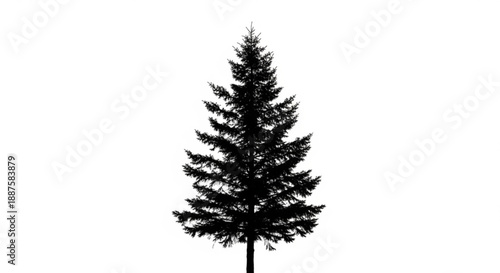 A lone evergreen tree stands tall and proud on a white background