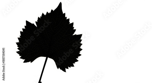 A single black leaf silhouette against a plain white background viewed from the side