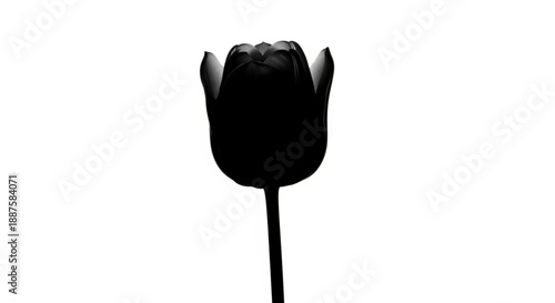 A single black tulip silhouette against a plain white background viewed from the front