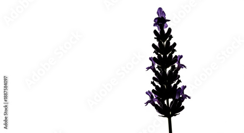 A lone purple flower stands tall against a stark white background viewed from the side