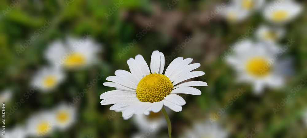 Fototapeta premium Close-up of a vibrant daisy flower with white petals and yellow center on a blurred green background.