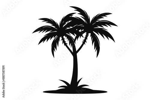 palm tree isolated on white
