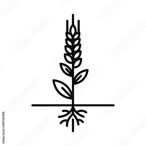 Simple line art icon representing a wheat plant growing above and below ground